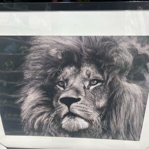 Majestic Lion Black and White Art Print
